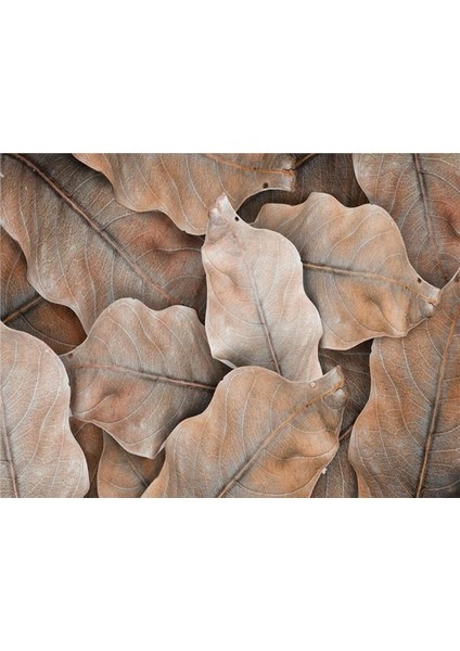 Sonbahar Geniş Yaprak Duvar Kağıdı Vinil