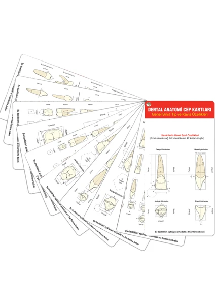 Dental Anatomi Cep Kartları Diş Anatomisi