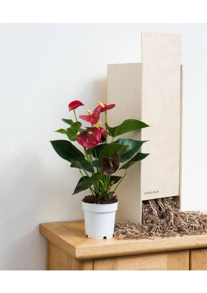 Antoryum Çiçeği 60 cm Ithal