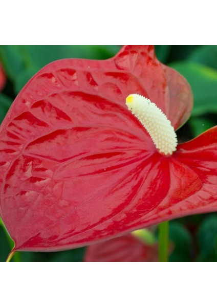 Antoryum Çiçeği 60 cm Ithal fiyatları