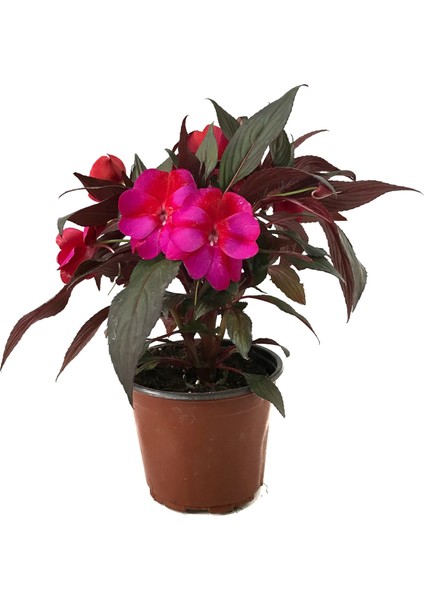 Impatiens Walleriana 'Pink Star' (Cam Güzeli Çiçeği)