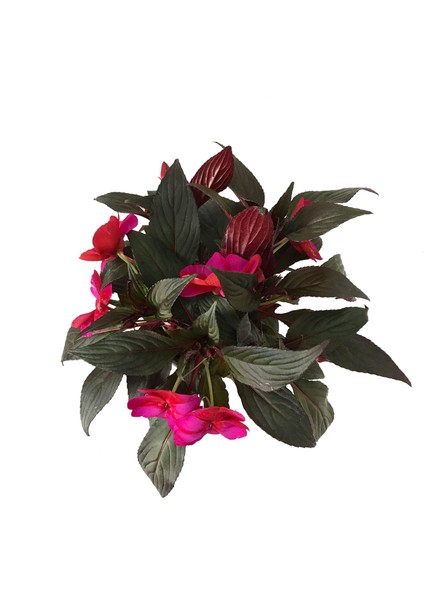 Impatiens Walleriana 'Pink Star' (Cam Güzeli Çiçeği) fiyatları
