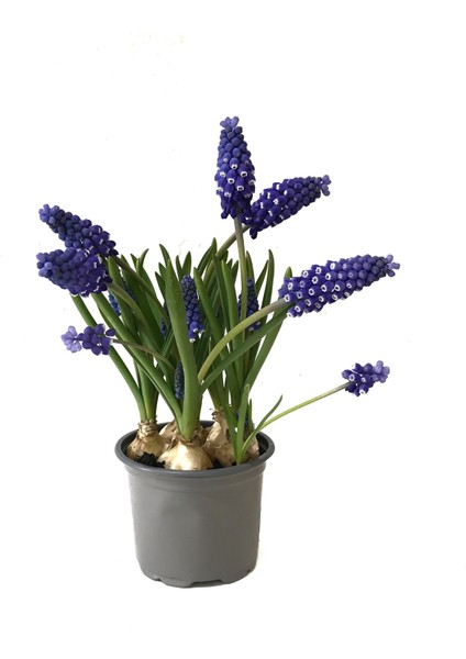 Muscari Armeniacum (Dağ Sümbülü)