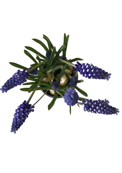 Muscari Armeniacum (Dağ Sümbülü)