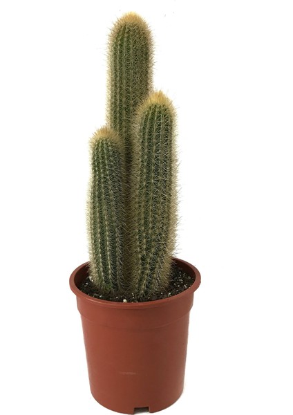 - Vatricania Guentheri (Kaktüs)