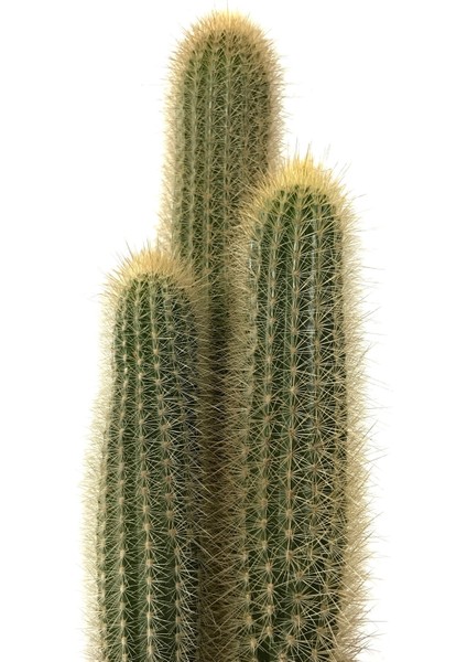 - Vatricania Guentheri (Kaktüs) fiyatları