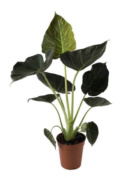 - Alocasia 'regal Shield' - Ev ve Ofis Bitkisi