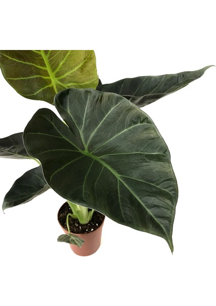 - Alocasia 'regal Shield' - Ev ve Ofis Bitkisi