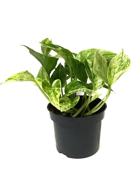 Epipremnum 'Snow Queen' (Salon Sarmaşığı)