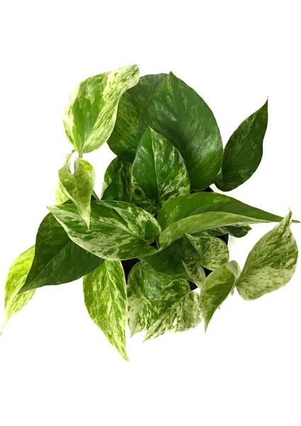 Epipremnum 'Snow Queen' (Salon Sarmaşığı) fiyatları