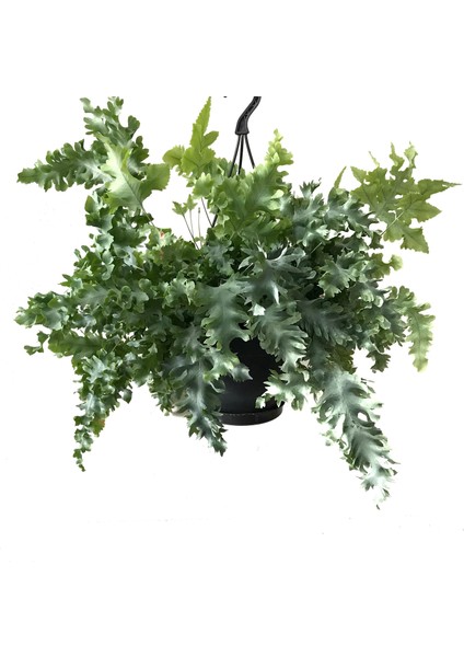 Phlebodium Aureum 'Davana'