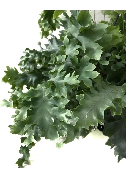 Phlebodium Aureum 'Davana'