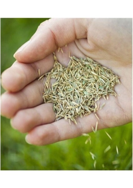 Çim Tohumu 10 kg indirimleri