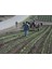 * Tohum * 50 mt Hazır Set Deliksiz Damla Sulama Hortumu 3