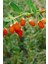 Goji Berry(Kurt Üzümü) Fidanı 2 Yaş 2