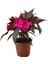 Impatiens Walleriana 'Pink Star' (Cam Güzeli Çiçeği) 1