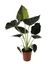 - Alocasia 'regal Shield' - Ev ve Ofis Bitkisi 1