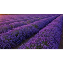 Lala Ahmet Botanik 9 Adet Lavanta Fidanı Lavandula Officinalis