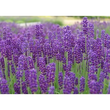 Lala Ahmet Botanik 9 Adet Lavanta Fidanı Lavandula Officinalis