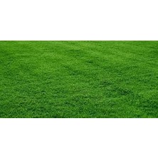 Akran Tarım Grassmix  4'lü Karışım Çim Tohumu 1 kg