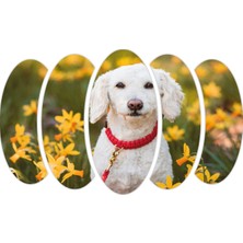 Renkselart Köpek Mdf TABLO-2643