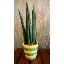 Fidan Merkezi Sansevieria Cylindrica Düz (Paşa Kılıcı)