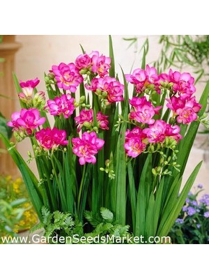 Safir Garden Kokulu Frezya Soğanı Pembe 5 Adet Katmerli