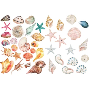 Tellgraf Deniz Kabuğu Sticker