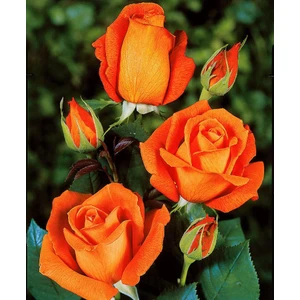 Ada Tarım Turuncu Yediveren Kokulu Açık Kök Gül Fidanı 2'li