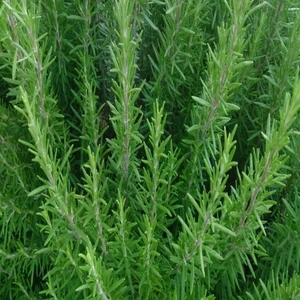 Karabağ Fidancılık Biberiye Fidanı Tüplü Çay Yapılır Yemekte Kullanılır (Karabağ)