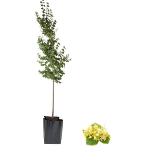 Karabağ Fidancılık Ihlamur Fidanı Tüplü +3 Yaş Çiçek Açmaya Hazır (Karabağ)