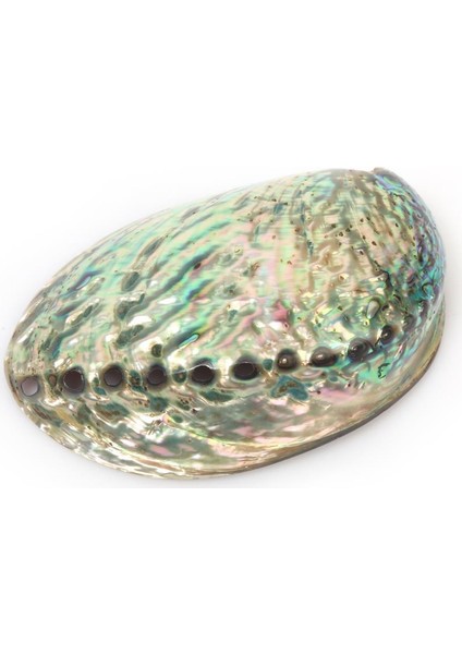 Abalone Shell Deniz Kabuğu
