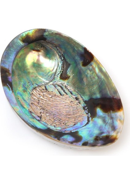 Abalone Shell Deniz Kabuğu