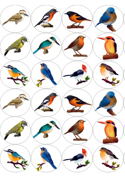 Kuş Sticker
