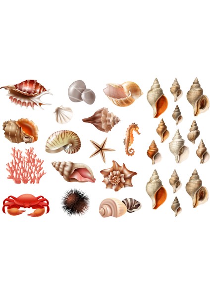 Deniz Kabuğusticker