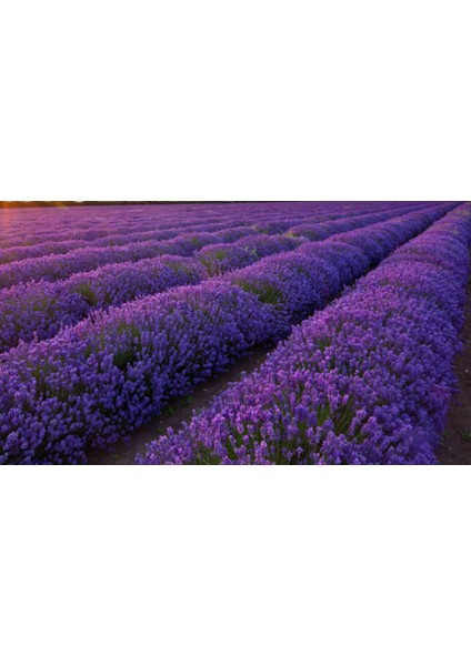 Lala Ahmet Botanik 9 Adet Lavanta Fidanı Lavandula Officinalis