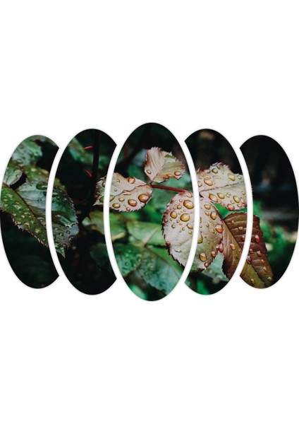 Su Damlası Yapraklar Mdf TABLO-0722