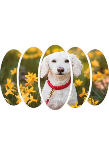 Köpek Mdf TABLO-2643