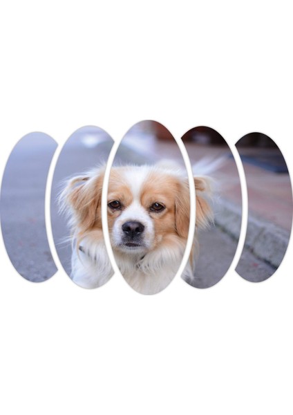 Köpek Mdf TABLO-2651