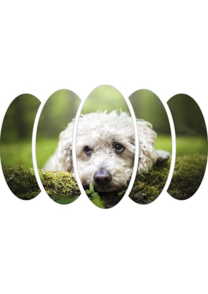 Köpek Mdf TABLO-2654