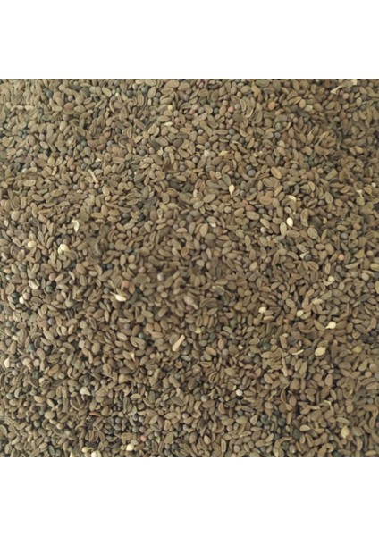 Arı Otu Tohumu Faselya 1kg