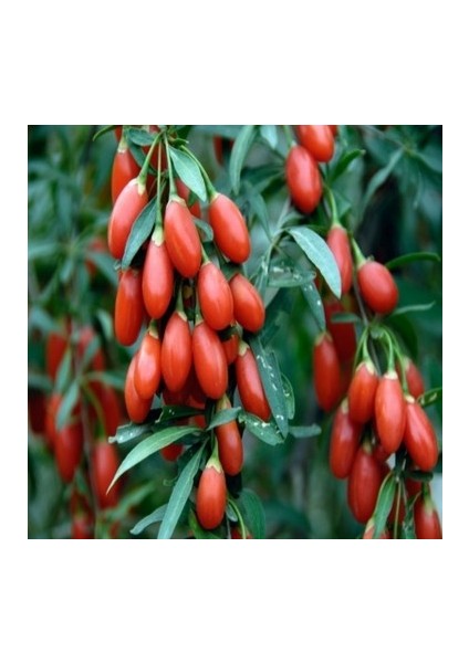 Goji Berry Fidanı Meyve Verme Yaşında Tüplü (Karabağ)