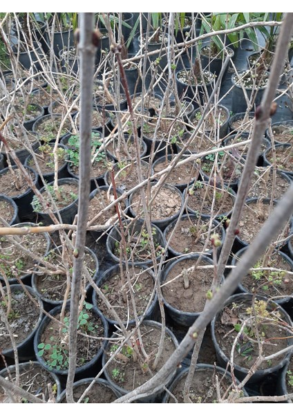 Acem Borusu 60-80 cm Turuncu Renkli Sarmaşık fiyatları