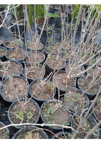 Acem Borusu 60-80 cm Turuncu Renkli Sarmaşık modelleri