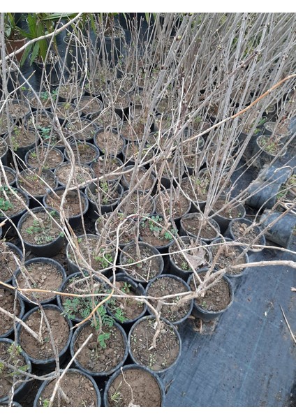 Acem Borusu 60-80 cm Turuncu Renkli Sarmaşık fırsatları