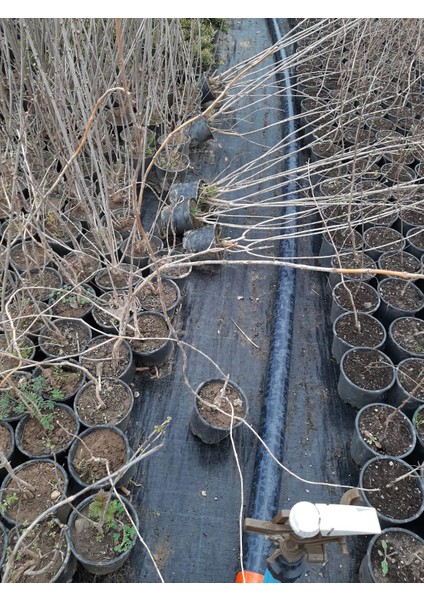 Acem Borusu 60-80 cm Turuncu Renkli Sarmaşık indirimleri