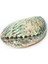 Abalone Shell Deniz Kabuğu 1
