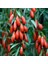 Goji Berry Fidanı Meyve Verme Yaşında Tüplü (Karabağ) 1
