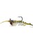 Caridina Shrimp 1