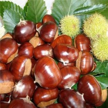 Fidan Merkezi 3 Yaş Kestane Fidanı